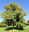 Fraxinus americana -- White Ash or American Ash, Z4 Conifer Trees ...