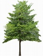 Collection of PNG HD Images Of Trees. | PlusPNG