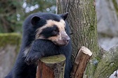Spectacled Bear | The Life of Animals