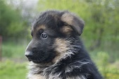 German Shepherd Puppies Wallpapers - Top Free German Shepherd Puppies ...