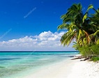 Playa del Caribe y palmeras: fotografía de stock © Pakhnyushchyy ...