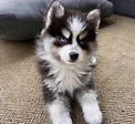 How Much Is A Pomeranian Husky Puppy