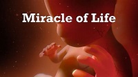 "Miracle Of Life" - 360 Video - YouTube