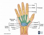 Hand Bones - Anatomy, Structure and Diagram