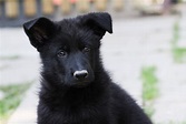Busting the Myths About Black Dogs | The Dog People by Rover.com