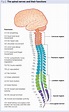 Nervous system 4: the peripheral nervous system – spinal nerves ...