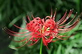 How to Grow and Care for the Spider Lily (Lycoris)