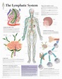 The Lymphatic System | Scientific Publishing