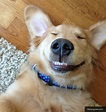 Photos: Ten Dogs Showing Their Best Smiles