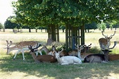 The deers of Hampton Court - London Frenchy Around the Globe