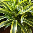 80 Best of Dracaena Different Types - insectza