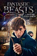 Download Fantastic Beasts And Where To Find Them Fantasy Movie Poster ...