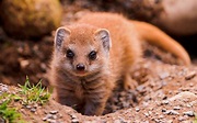 animals, Mammals, Mongoose Wallpapers HD / Desktop and Mobile Backgrounds