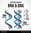 Differences between dna and rna scientific icon Vector Image