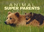 Prime Video: Animal Super Parents - Season 1