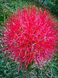 Scadoxus Multiflorus. (Lirio o Flor de Sangre, Bola de Fuego o Centella ...