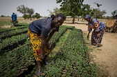 Promouvoir un Sahel vert et durable – SOS SAHEL