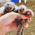 Marmoset Monkeys Care Guide | Pet facts and realistic expectations ...