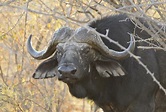 buffalo_gal_008 - Mark Dedekind Safaris