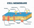 Cell Membrane Diagram And Functions