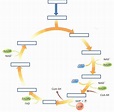 Juegos de Ciencias | Juego de Ciclo de Krebs | Cerebriti