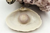 Giant Pearl Found in Gosman’s Clam