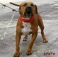 BRUTO [ADBA] FROM ITALIA | Pitbull dog, American pitbull terrier ...