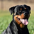 Rottweiler: características, carácter y cuidados