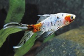 Calico Shubunkin Goldfish 4-5" - medium size - Bluegrassaquatics.com