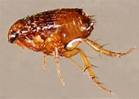 10 Fascinating Facts About Fleas