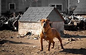 Junkyard Dogs - Why?! (With images) | Junkyard dog, Dogs, Dog photography