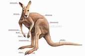Tierreich :: Beuteltiere :: Känguru :: äußere Merkmale eines Kängurus ...