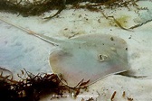 Atlantic Stingray - Hypanus sabinus