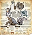 Extinction Rates Among Animals - Infographic Website
