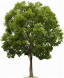 Tree PNG Transparent Tree.PNG Images. | PlusPNG