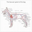 Resultado de imagen para dog vascular anatomy | Dog anatomy, Vet ...