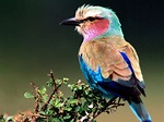 Birds Wallpapers|HD natural Birds Wallpapers|Backgroung Birds ...