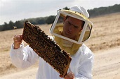 ¿Por qué las abejas se están convirtiendo en una especie en peligro de ...