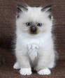 Cat Ragdoll Kittens for Adoption Click to see more funny cats | Kitties ...