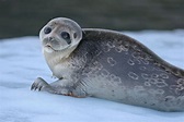 Ringed Seal | North american animals, Cute seals, Arctic sea
