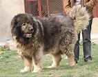 世界最強猛犬，完勝比特，曾幫蘇聯打敗德軍的高加索犬 - 每日頭條