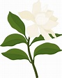 ilustración de dibujado a mano de flor de gardenia blanca. 9889177 PNG