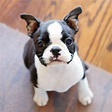 llᐈ Boston Terrier Puppies, Boston Terrier Cachorro - (2023)🥇