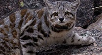 Los animales en mayor peligro de extinción en el Perú | FOTOS Ecología ...
