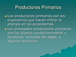 PPT - Productividad de los Ecosistemas PowerPoint Presentation, free ...