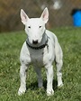 Pin by Ivan Santiago on Bull Terrier. | Bull terrier, White bull ...