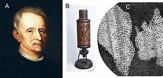 A)Robert Hooke B)Primer microscopio C)Primeras células vistas por un ...