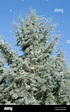 Cupressus arizonica var. glabra 'Blue Ice'. Smooth Arizona cypress ...
