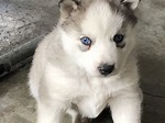 Husky / Malamute mix puppy! The new addition to our family. He was born ...