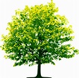 Tree png images, pictures, download free